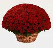 Премиум букет из: Розы в Павловскую слободу